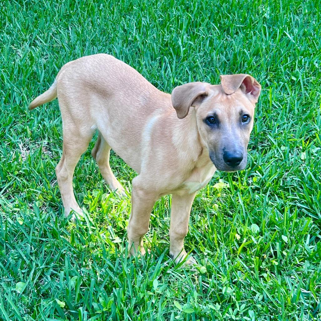 Enlarge Rob, a Adoptable mixed breed in Houston, TX image 4/4