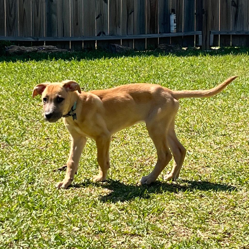 Enlarge Rob, a Adoptable mixed breed in Houston, TX image 3/3