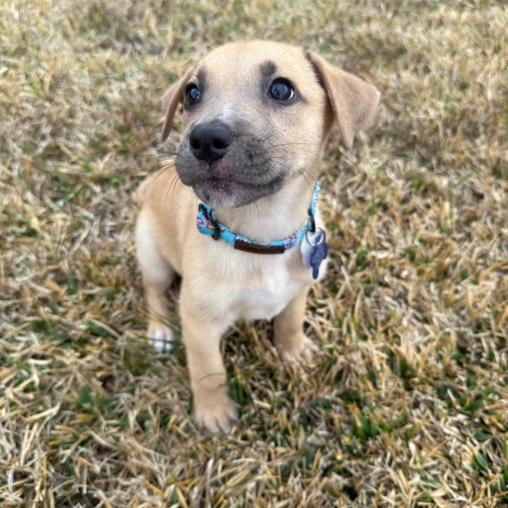 Enlarge Rob, a Adoptable mixed breed in Houston, TX image 2/4