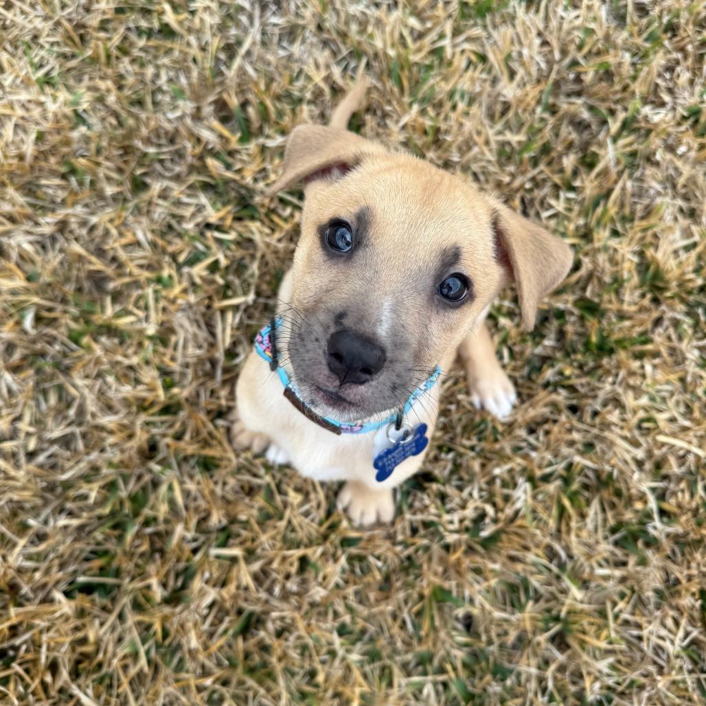 Enlarge Rob, a Adoptable mixed breed in Houston, TX image 3/4