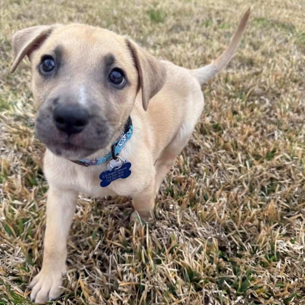 Enlarge Rob, a Adoptable mixed breed in Houston, TX image 4/4