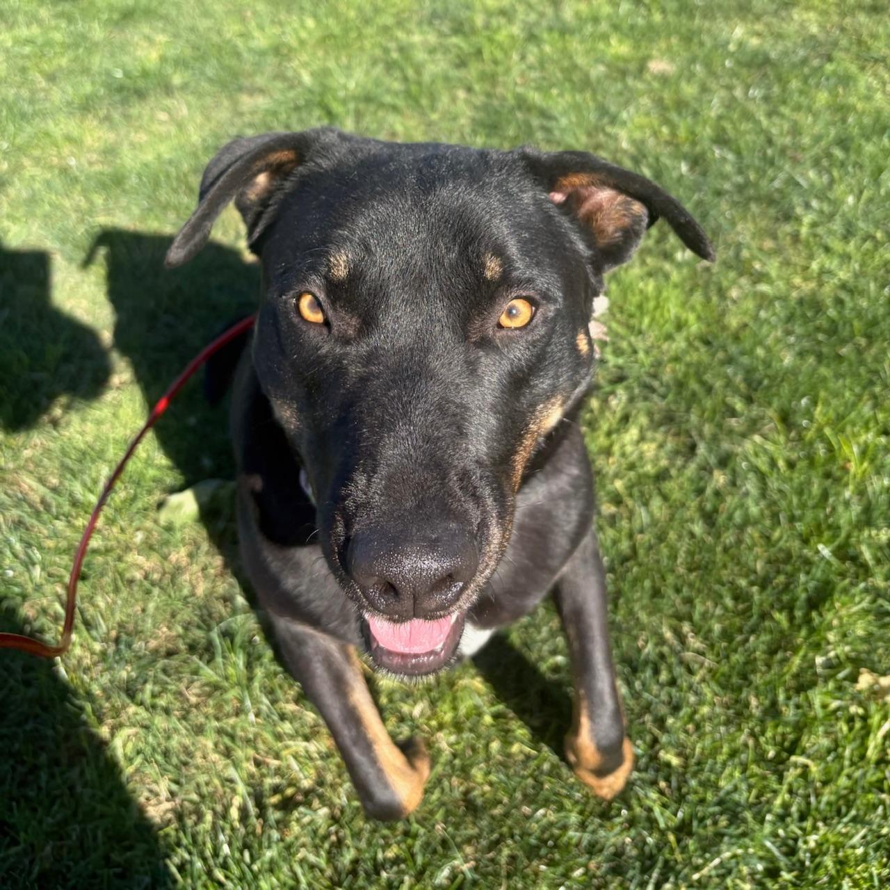 Enlarge Abby, a Adoptable mixed breed in Huntington Beach, CA image 5/6