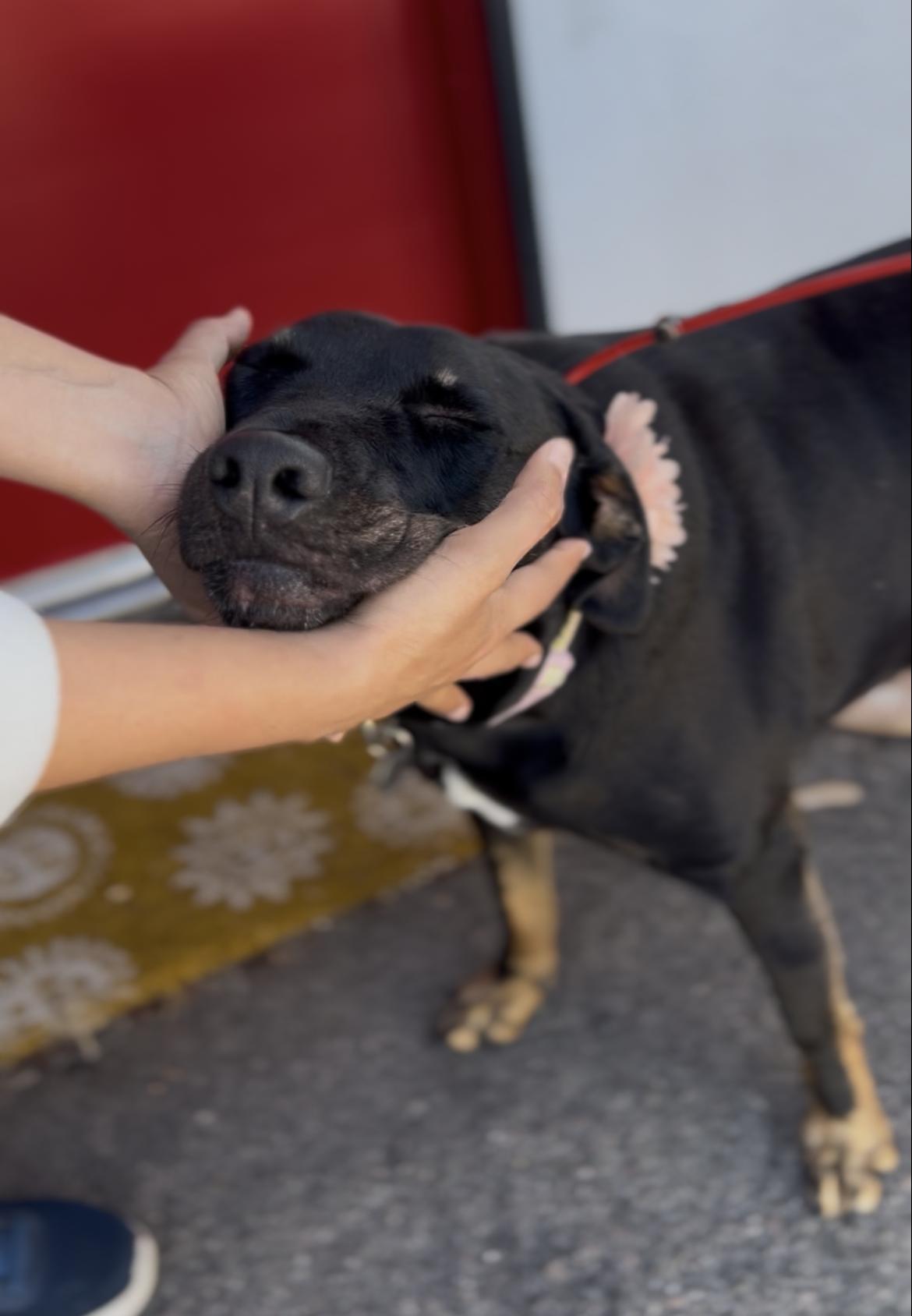Enlarge Abby, a Adoptable mixed breed in Huntington Beach, CA image 4/6