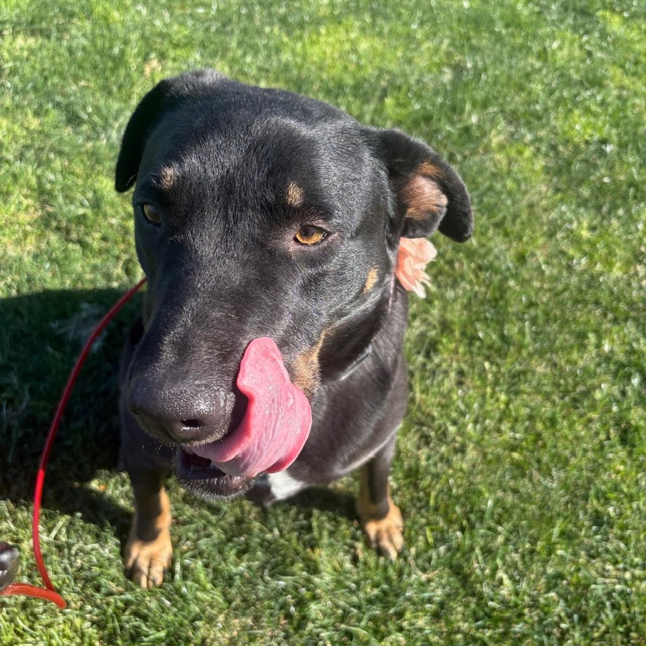 Enlarge Abby, a Adoptable mixed breed in Huntington Beach, CA image 6/6