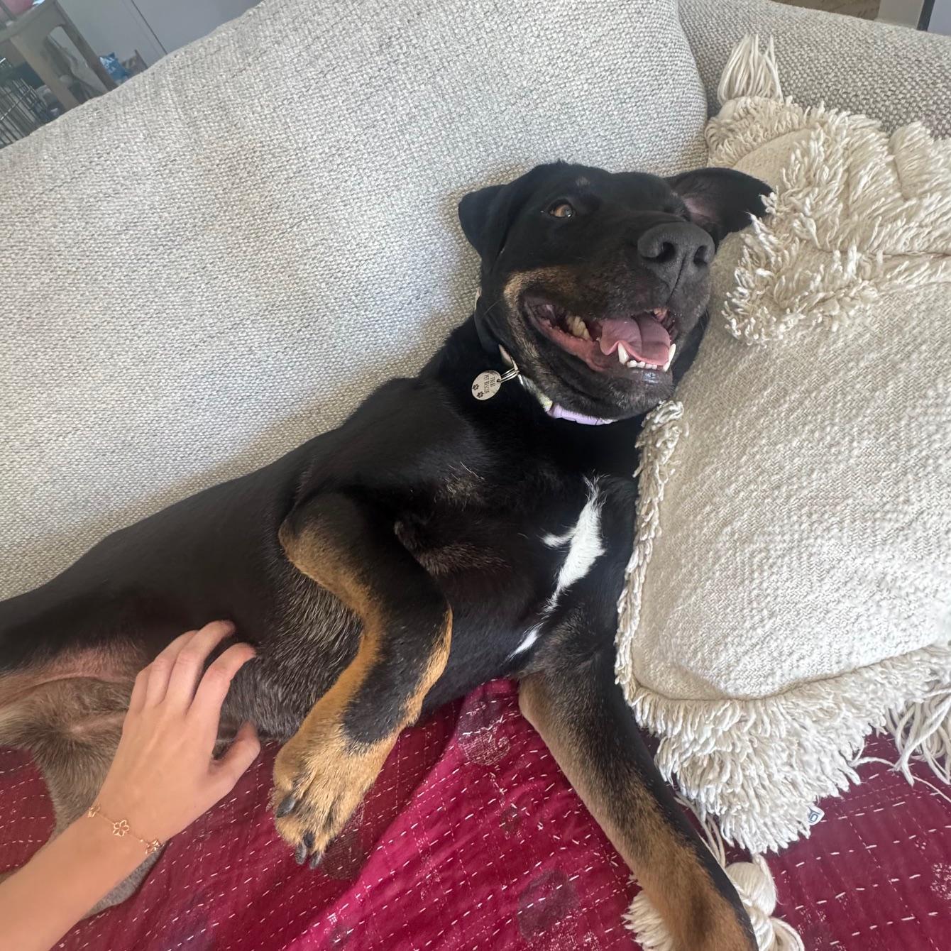 Abby, Adoptable, Young Female German Shepherd Dog & Rottweiler.