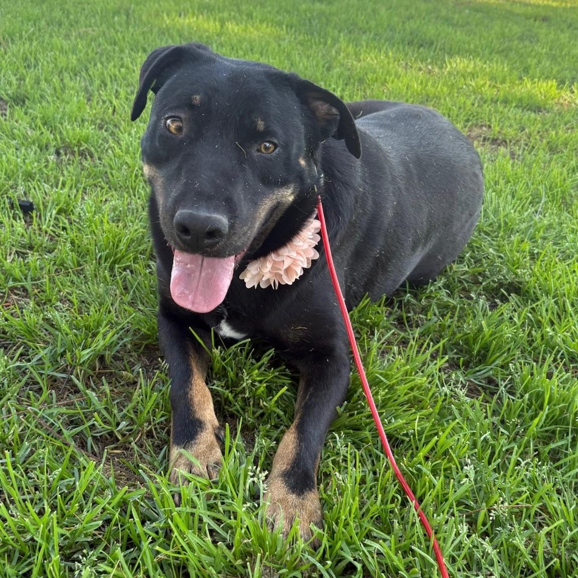 Enlarge Abby, a Adoptable mixed breed in Huntington Beach, CA image 3/6