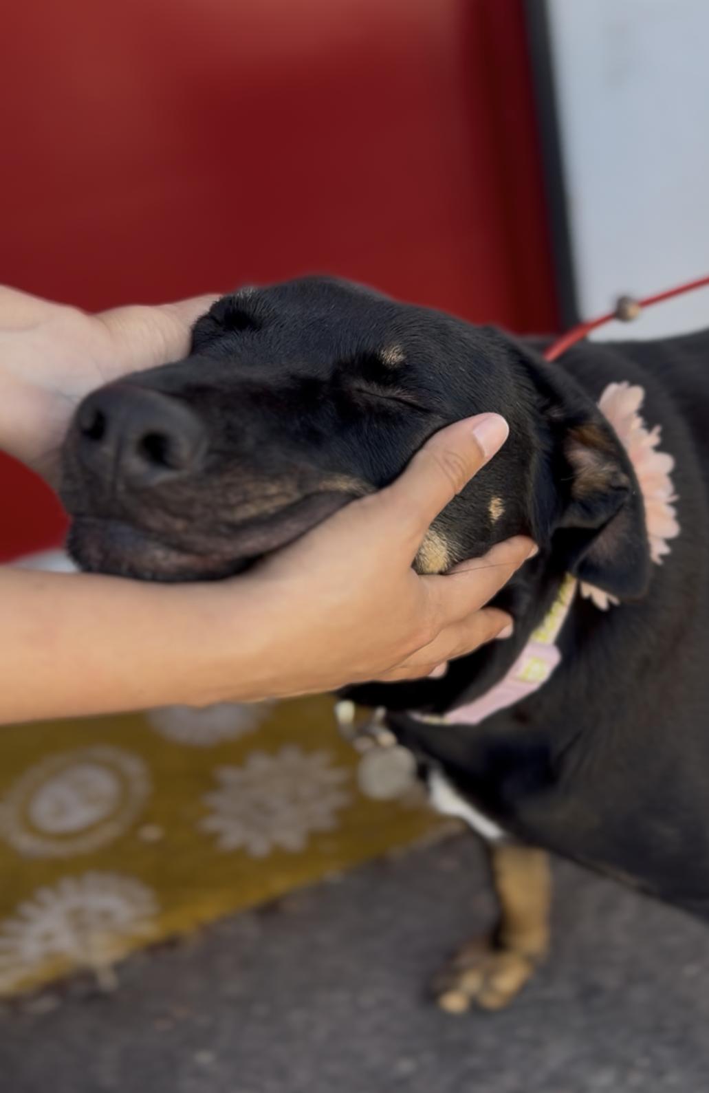 Enlarge Abby, a Adoptable mixed breed in Huntington Beach, CA image 2/6