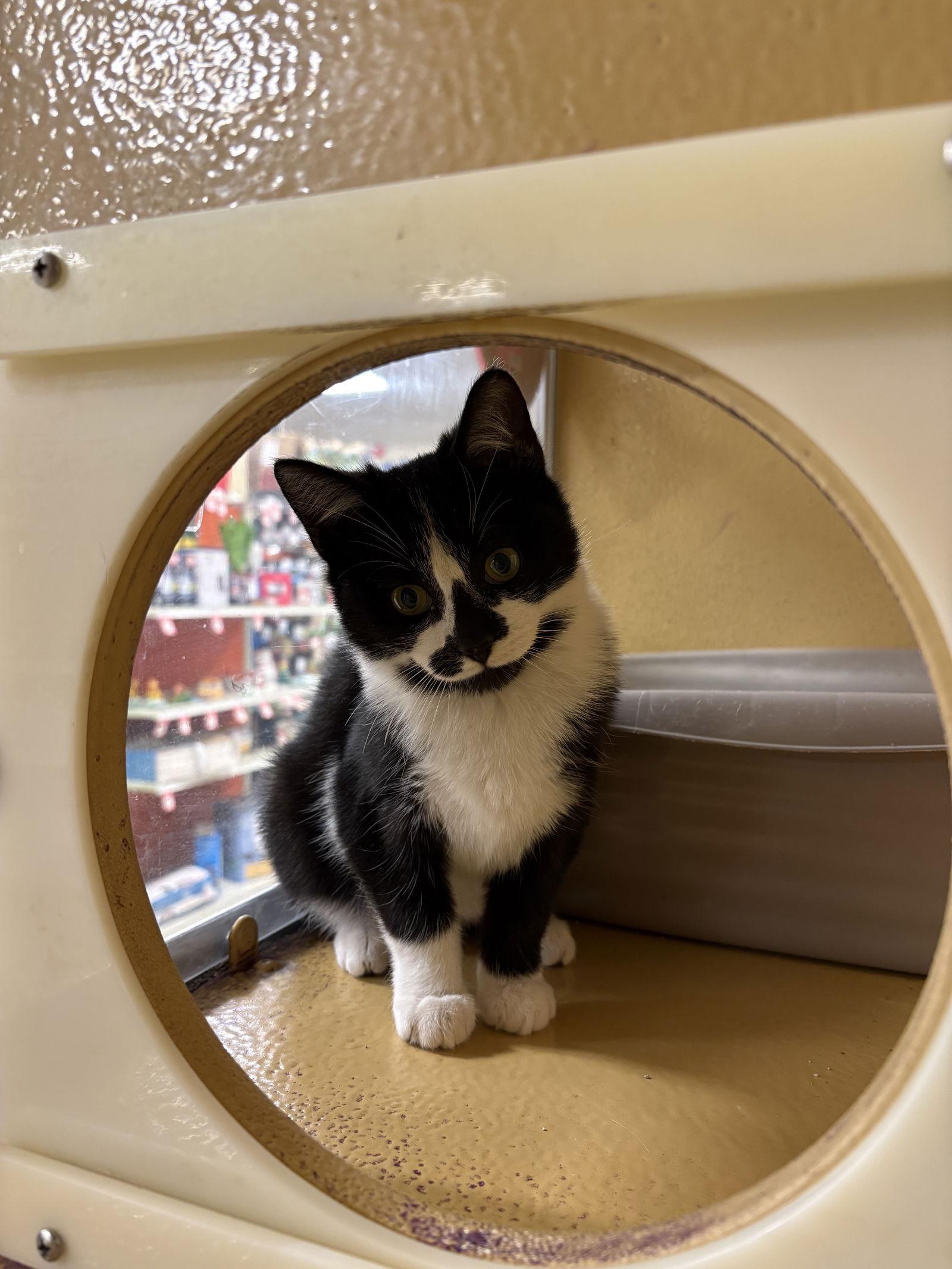 Doc, a Adopted Domestic Short Hair in Yardley, PA image 1/3