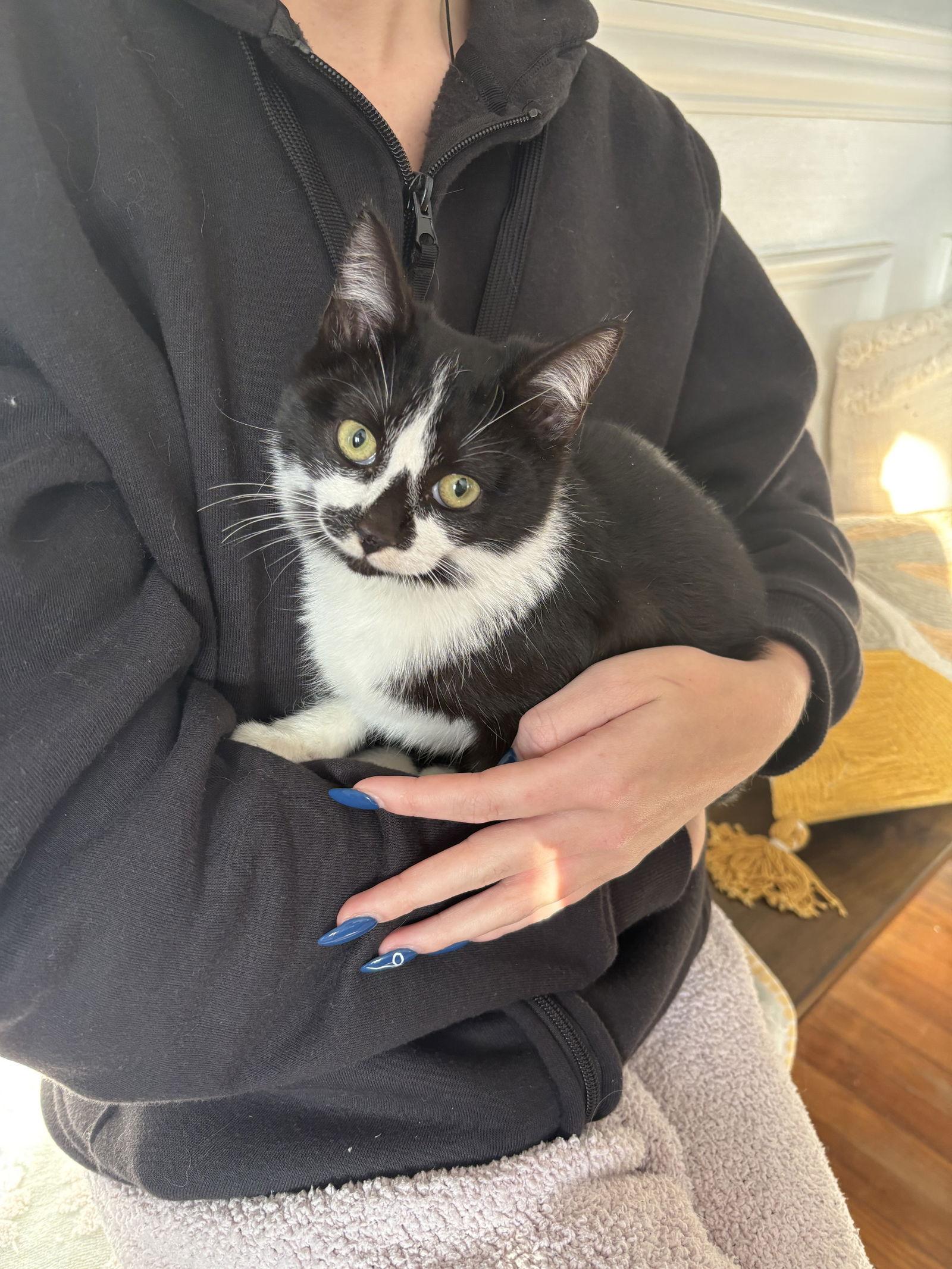 Doc, a Adopted Domestic Short Hair in Yardley, PA image 2/3