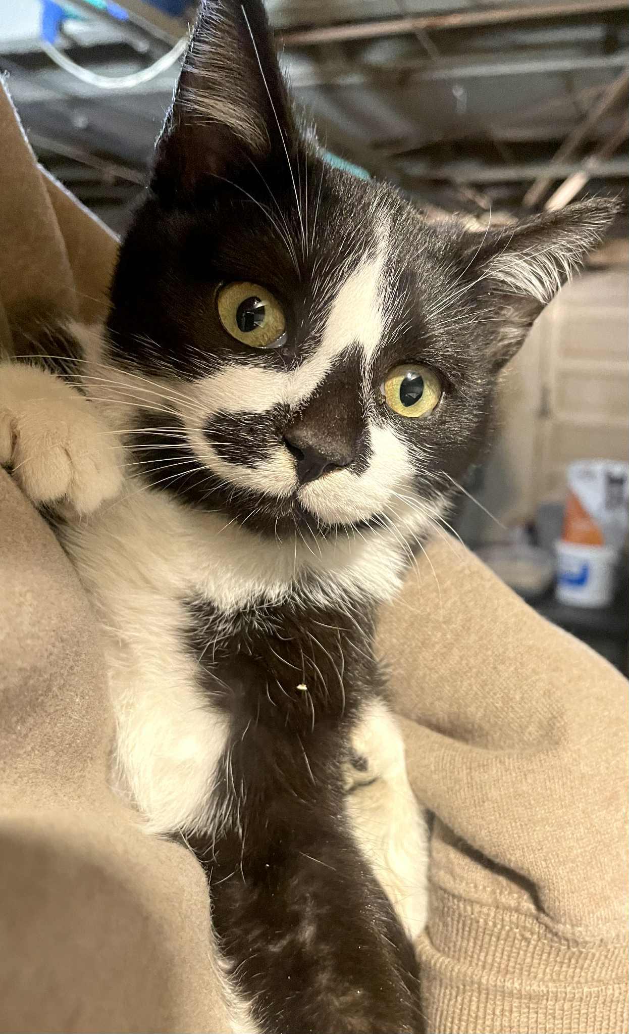 Doc, a Adopted Domestic Short Hair in Yardley, PA image 3/3