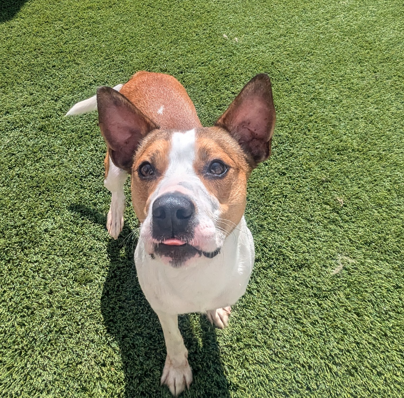 Finn