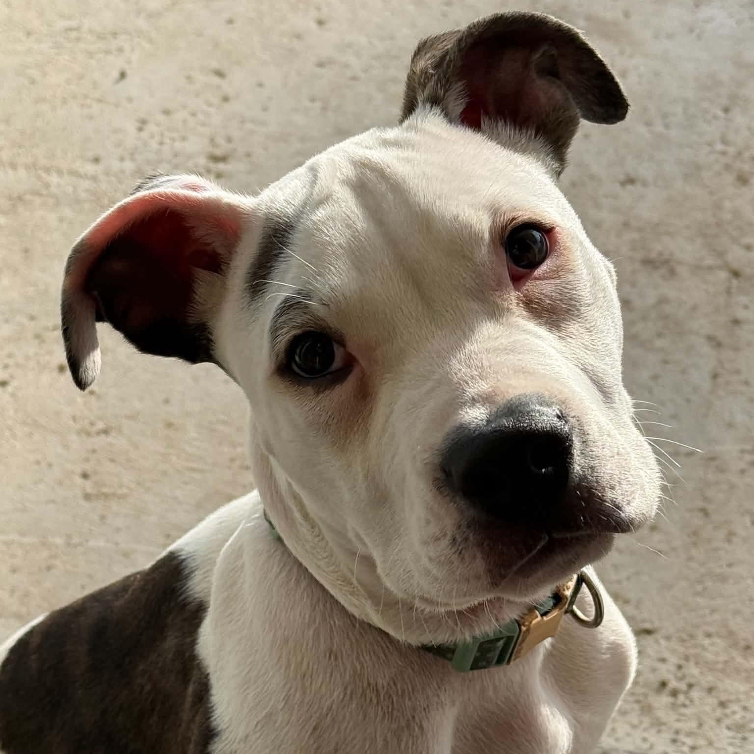 Pierce, an adopted Pit Bull Terrier in Center Point, TX image 3/3