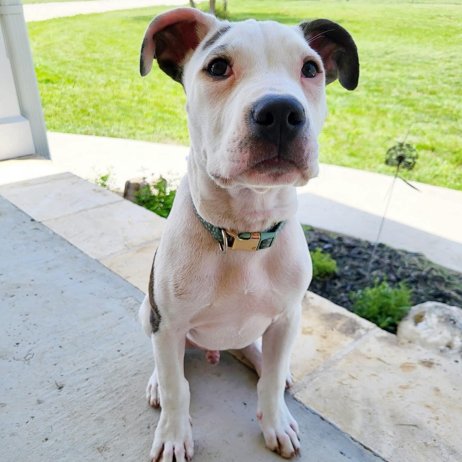 Pierce, an adopted Pit Bull Terrier in Center Point, TX image 2/3