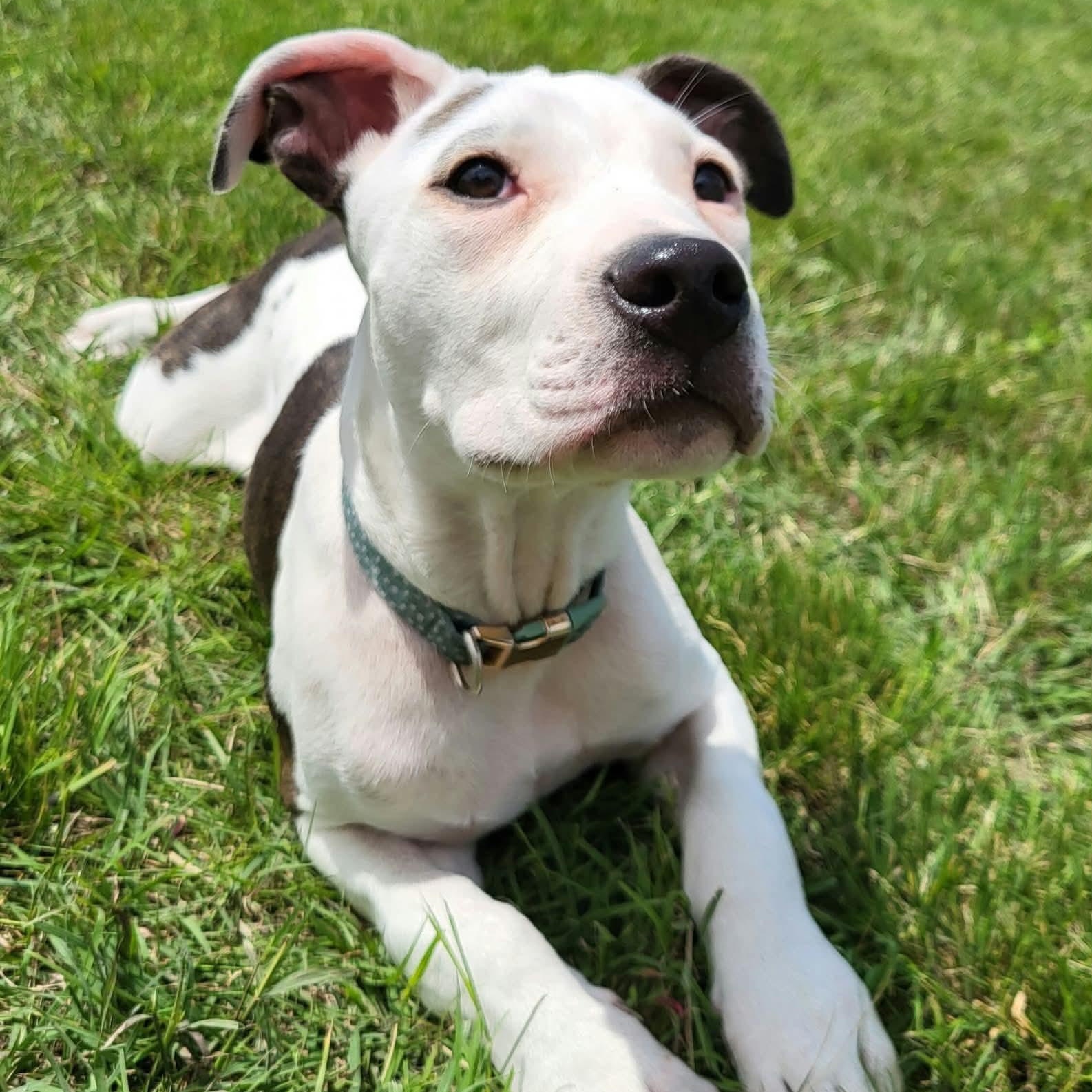 Pierce, adopted, Puppy Male Pit Bull Terrier.