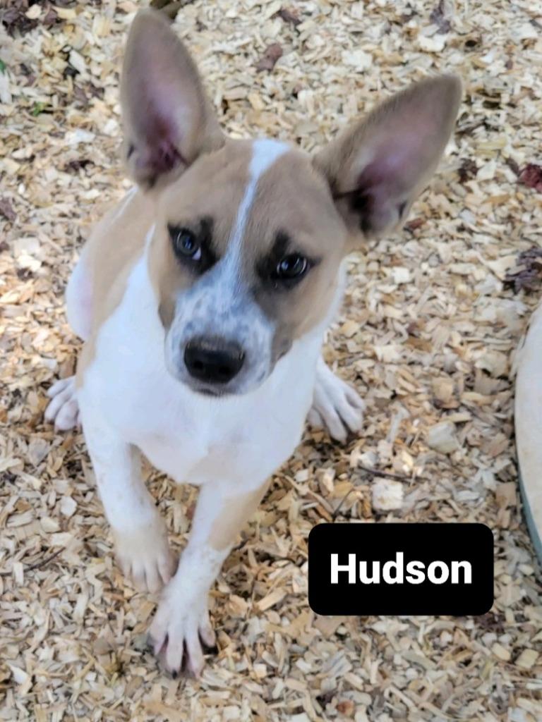 Hudson, Adoptable, Adult Male Cattle Dog.