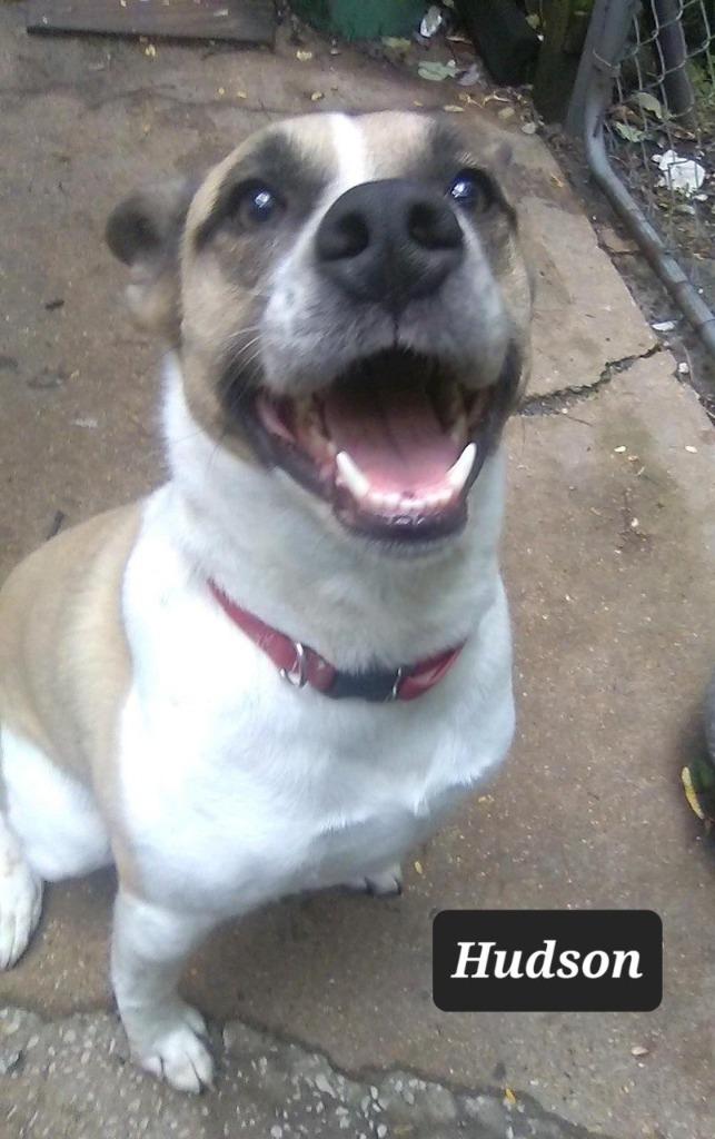 Enlarge Hudson, a Adoptable Cattle Dog in Buffalo, MO image 2/2