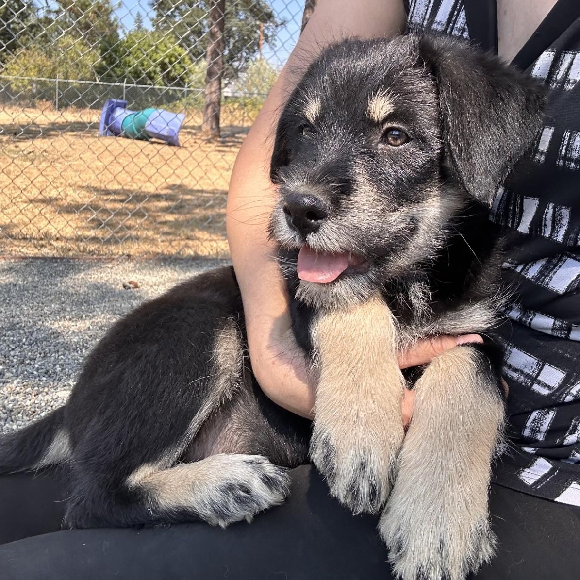 Fats, adopted, Young Male Schnauzer.