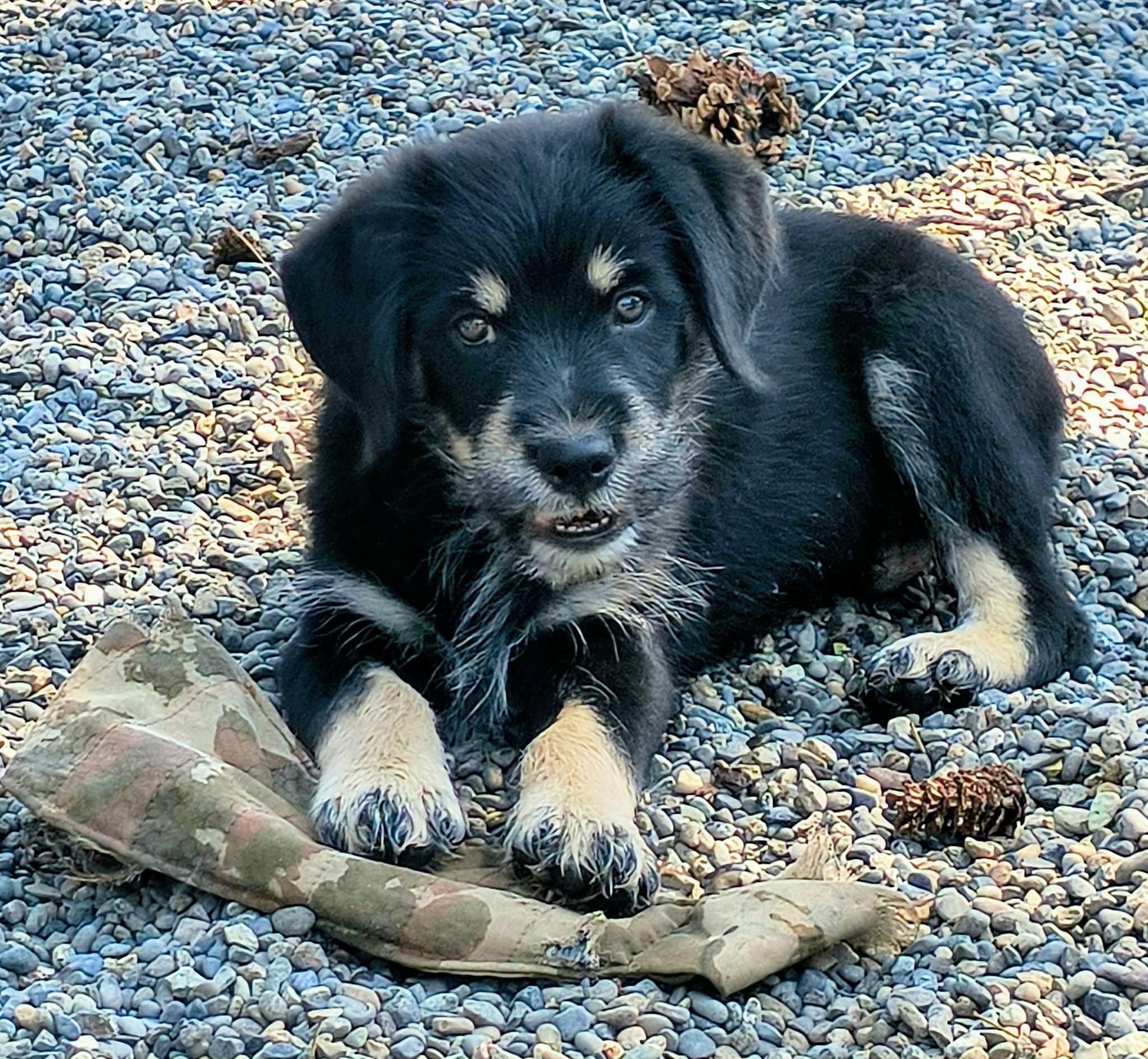 Fats, an adopted mixed breed in Weaverville, CA image 4/6