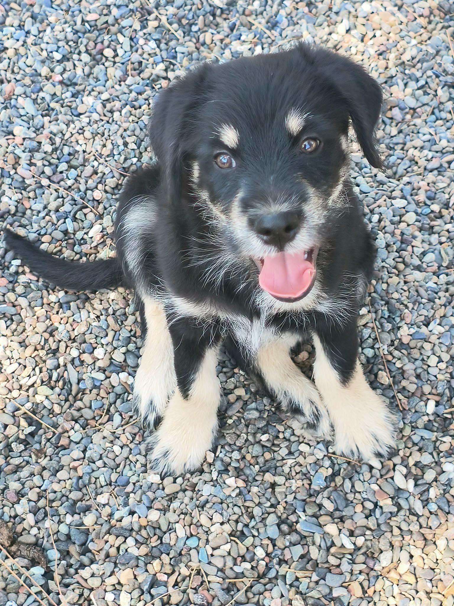 Fats, an adopted mixed breed in Weaverville, CA image 3/6