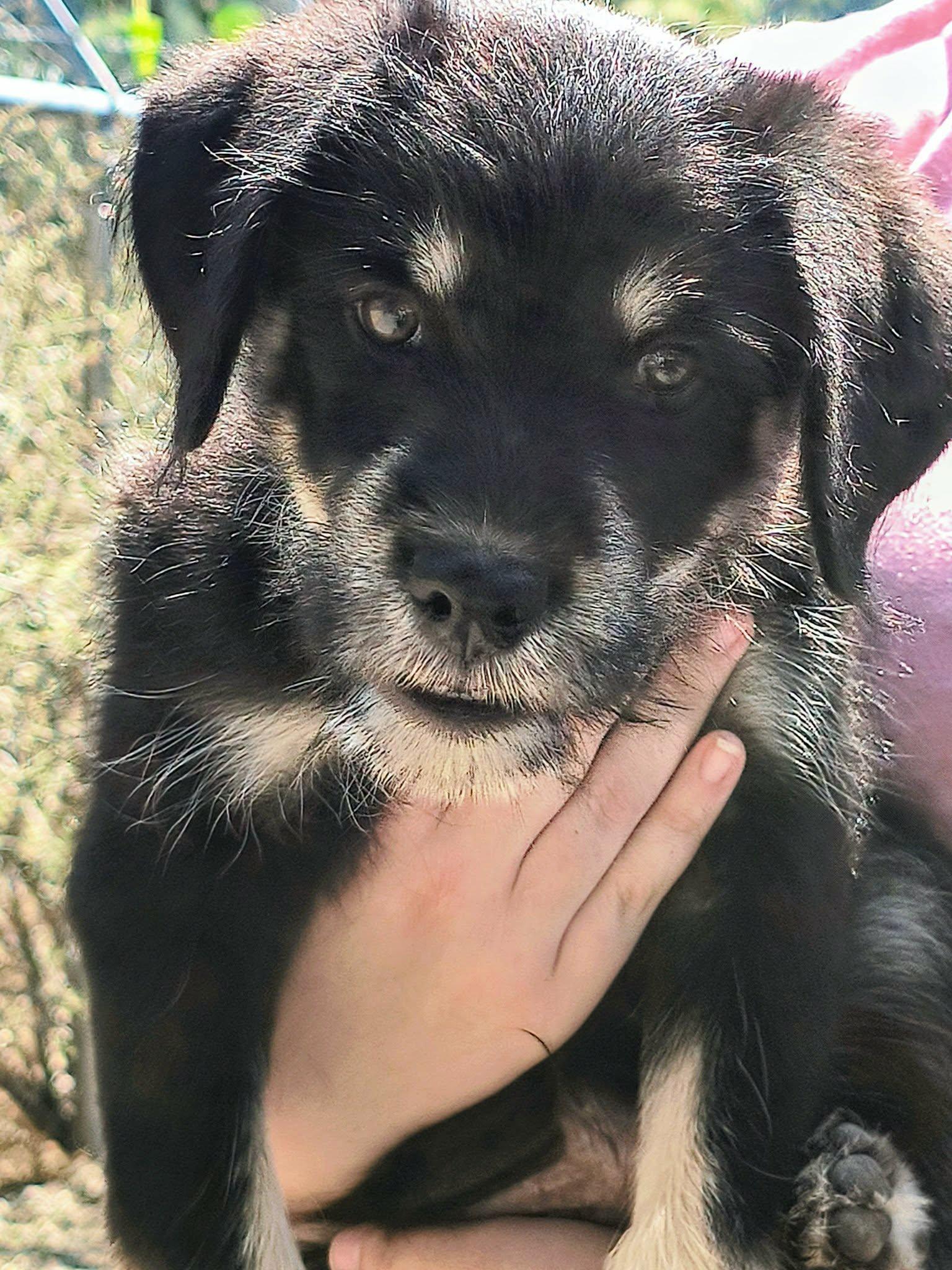 Fats, an adopted mixed breed in Weaverville, CA image 5/6