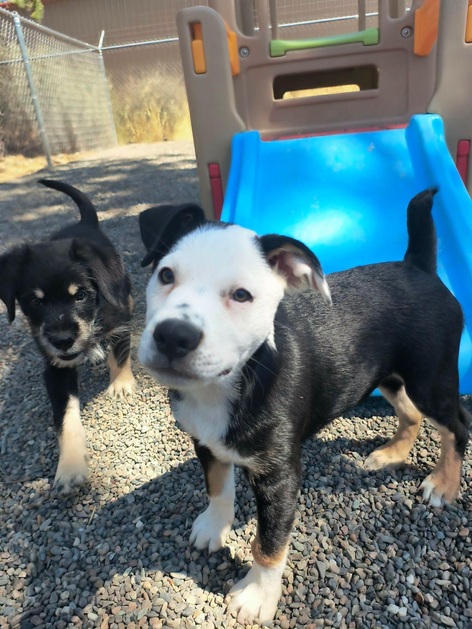 Fats, an adopted mixed breed in Weaverville, CA image 6/6