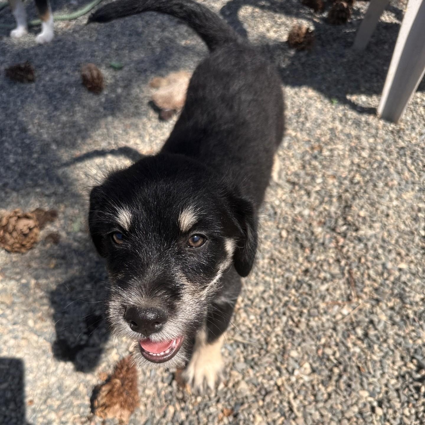 Fats, an adopted mixed breed in Weaverville, CA image 2/6