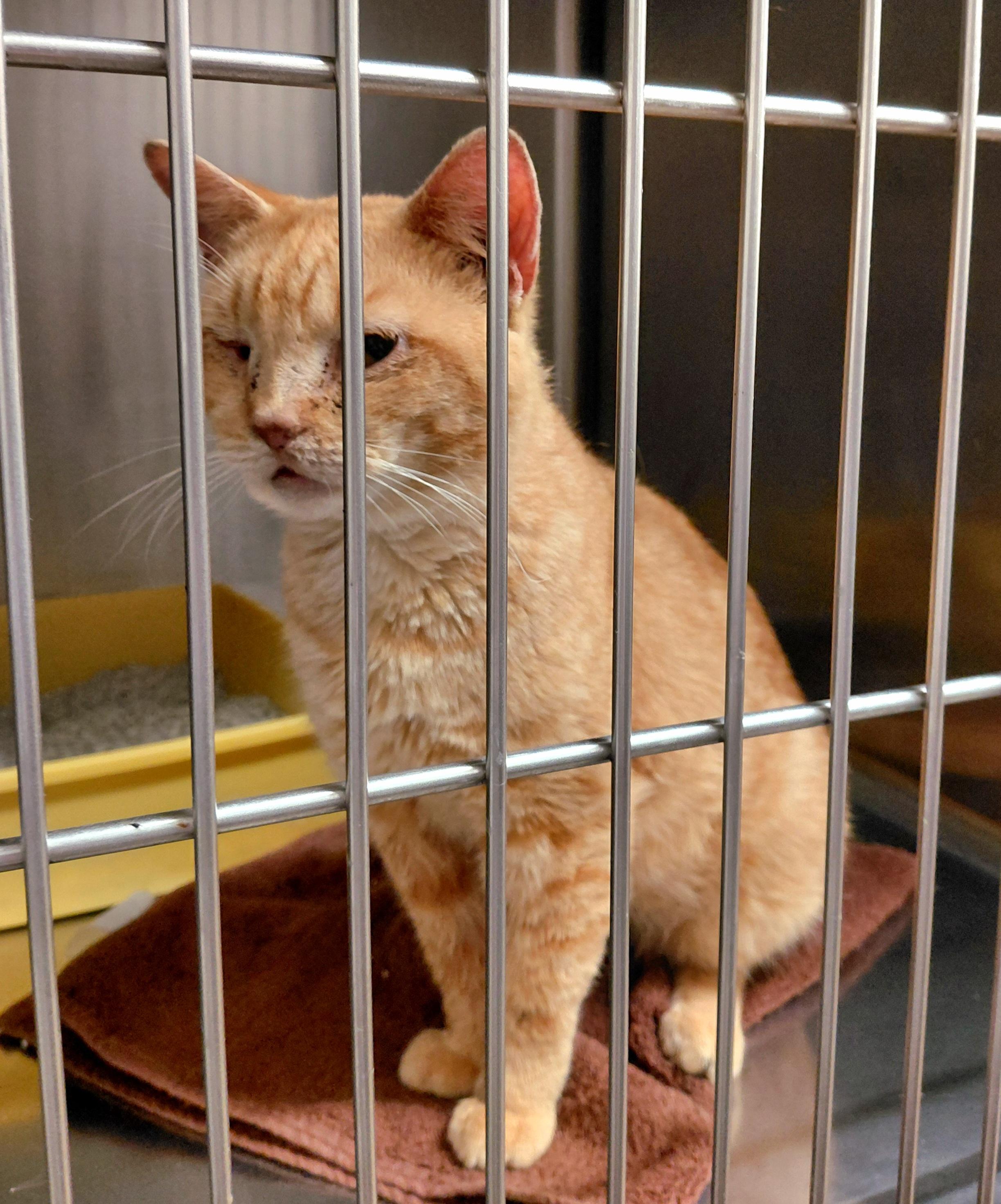 Dustin, Adoptable, Adult Male Domestic Short Hair.