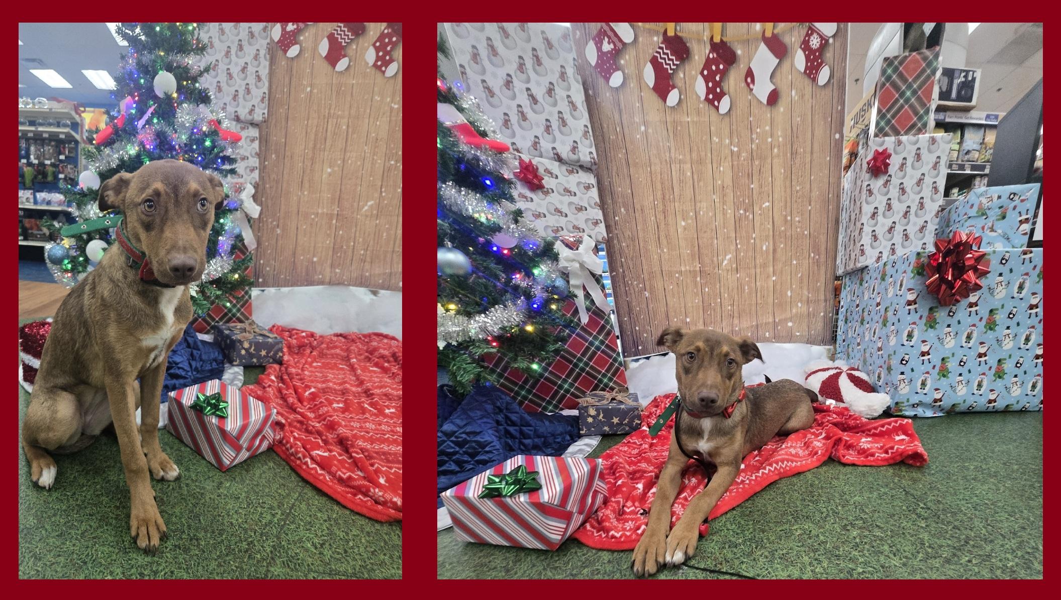 Ruby (FKA Tia aka Teddi), adoptable, Puppy Female Australian Shepherd & American Bully.