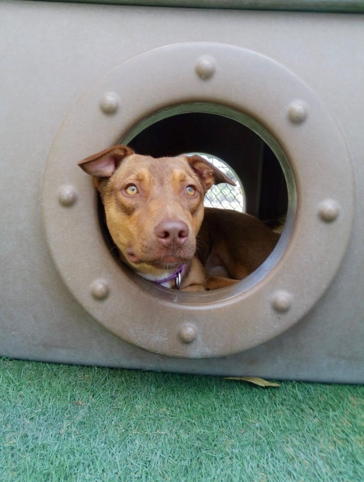 Ruby (FKA Tia aka Teddi), adoptable, Puppy Female Australian Shepherd & American Bully.
