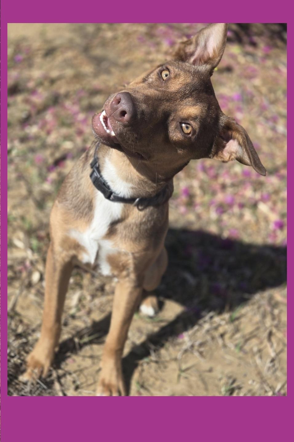 Enlarge Ruby (FKA Tia aka Teddi), an adoptable mixed breed in Orlando, FL image 4/6