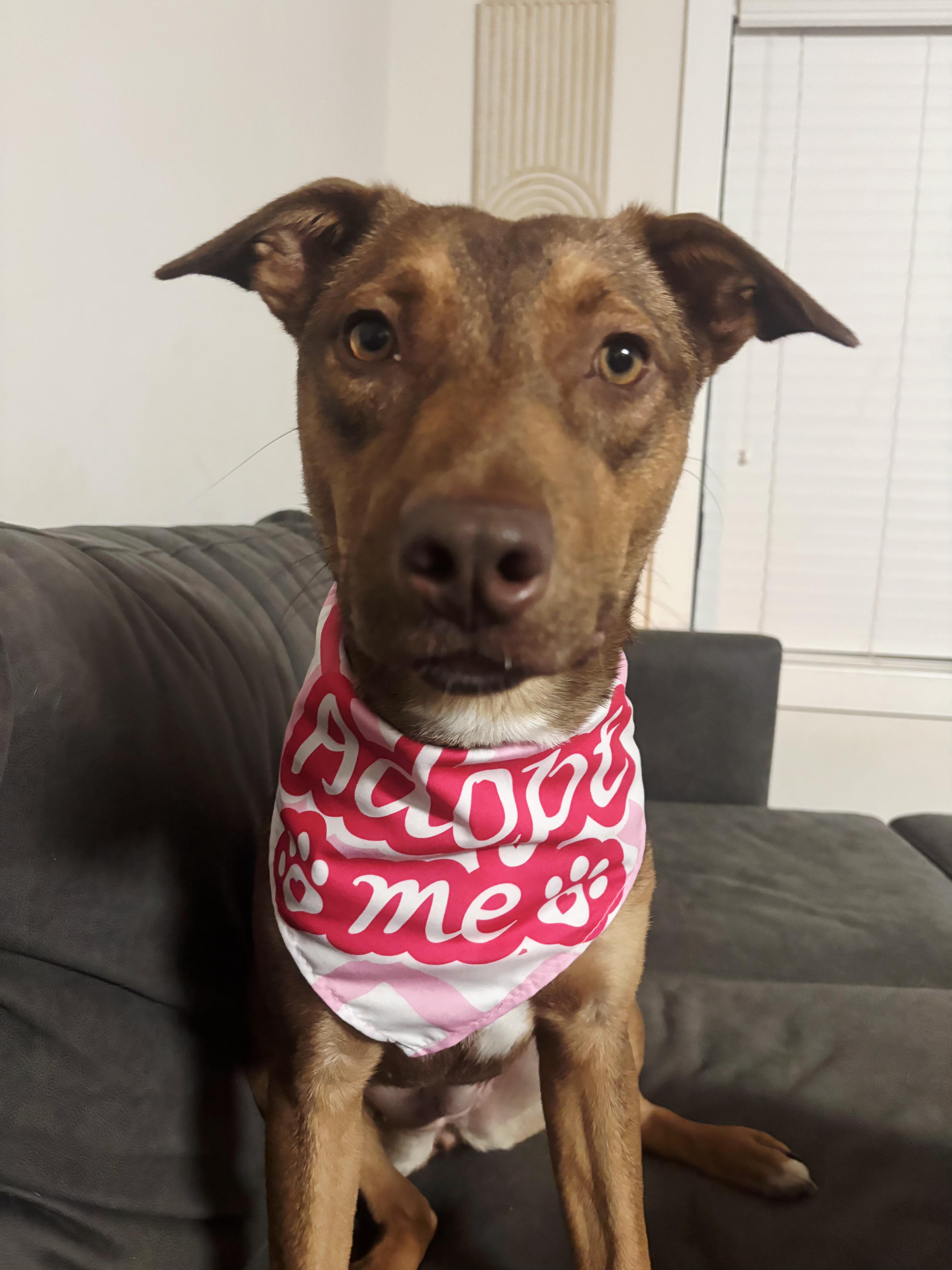 Ruby (FKA Tia aka Teddi), adoptable, Puppy Female Shepherd & American Bully.