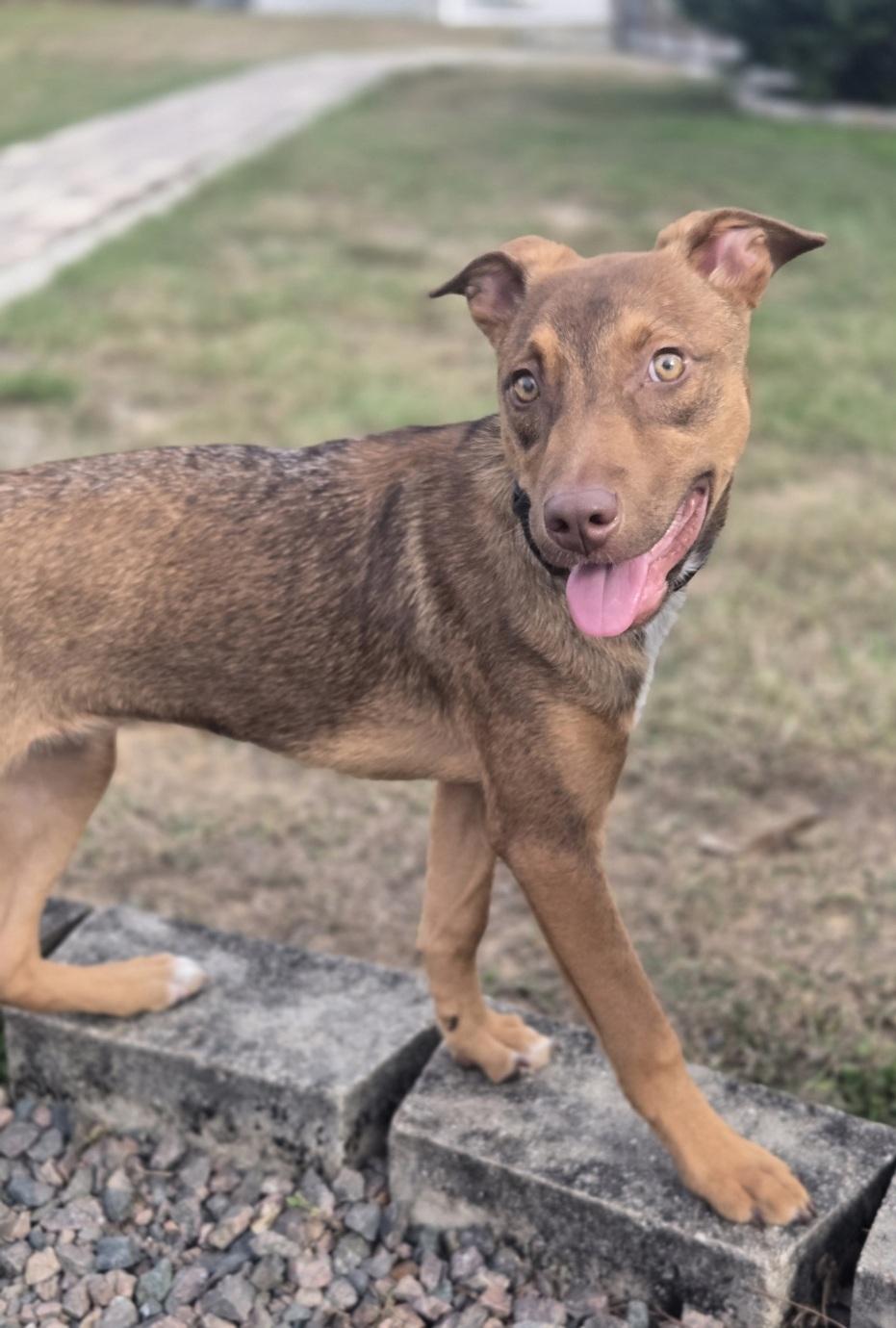 Ruby (FKA Tia aka Teddi), an adoptable mixed breed in Orlando, FL image 1/6