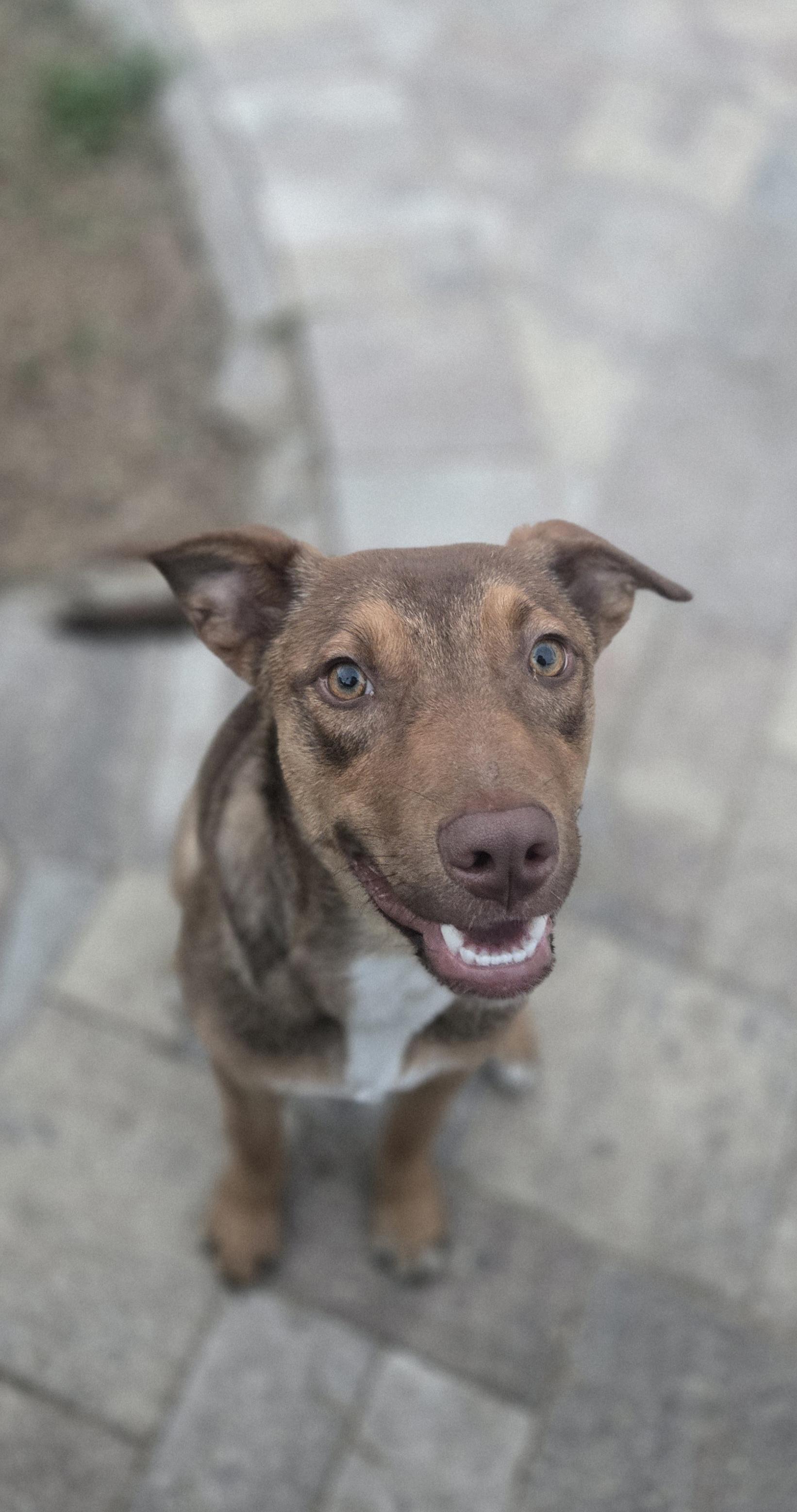 Ruby (FKA Tia aka Teddi), adoptable, Puppy Female Shepherd & American Bully.