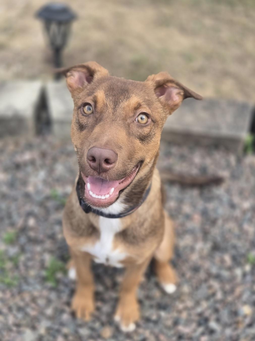 Enlarge Ruby (FKA Tia aka Teddi), an adoptable mixed breed in Orlando, FL image 3/6