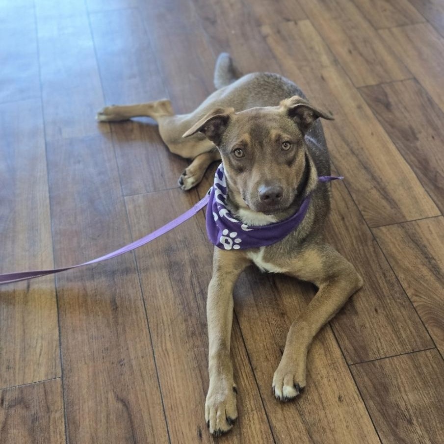 Enlarge Ruby (FKA Tia aka Teddi), an adoptable mixed breed in Orlando, FL image 1/6