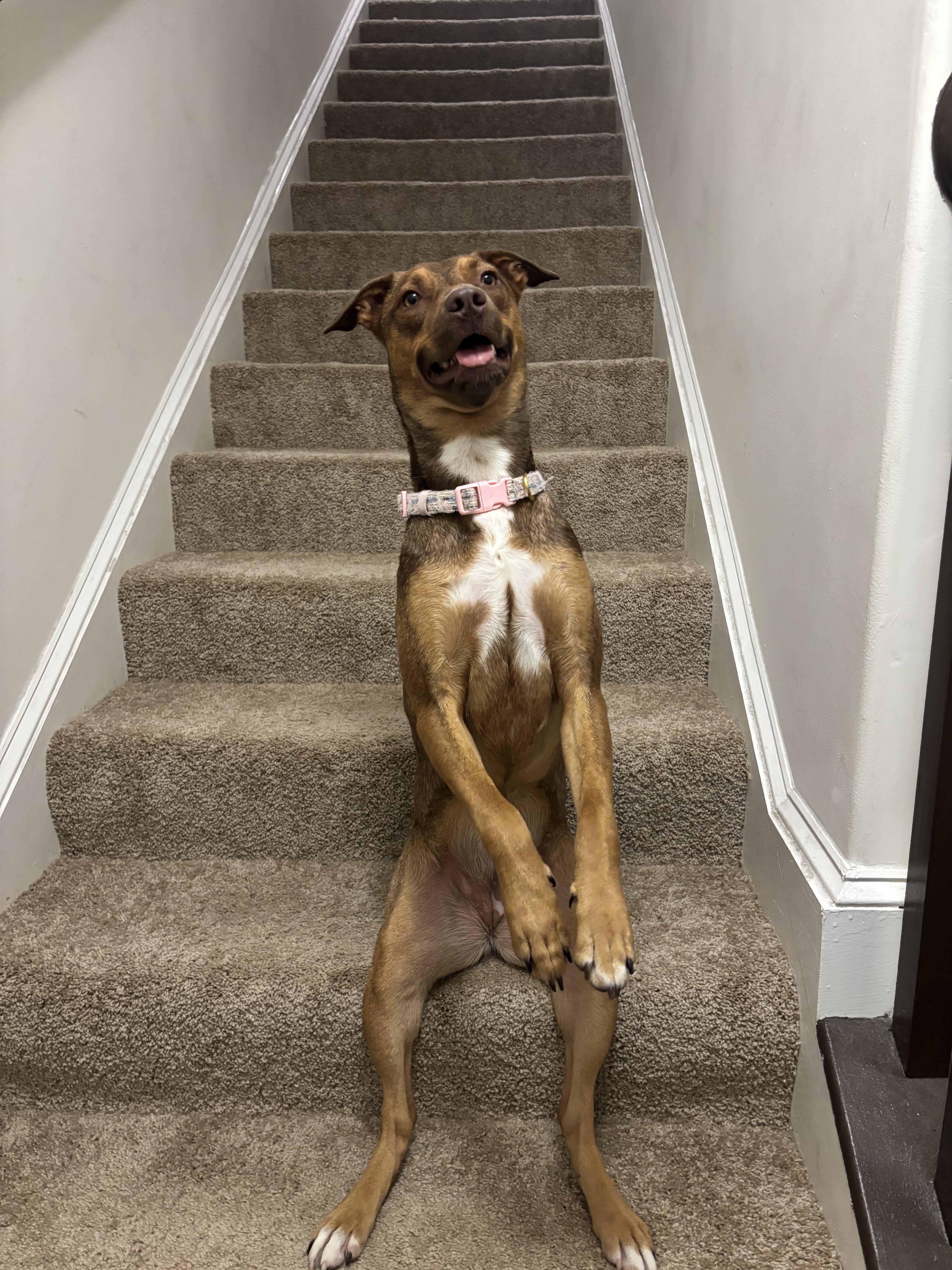 Ruby (FKA Tia aka Teddi), adoptable, Puppy Female Australian Shepherd & American Bully.