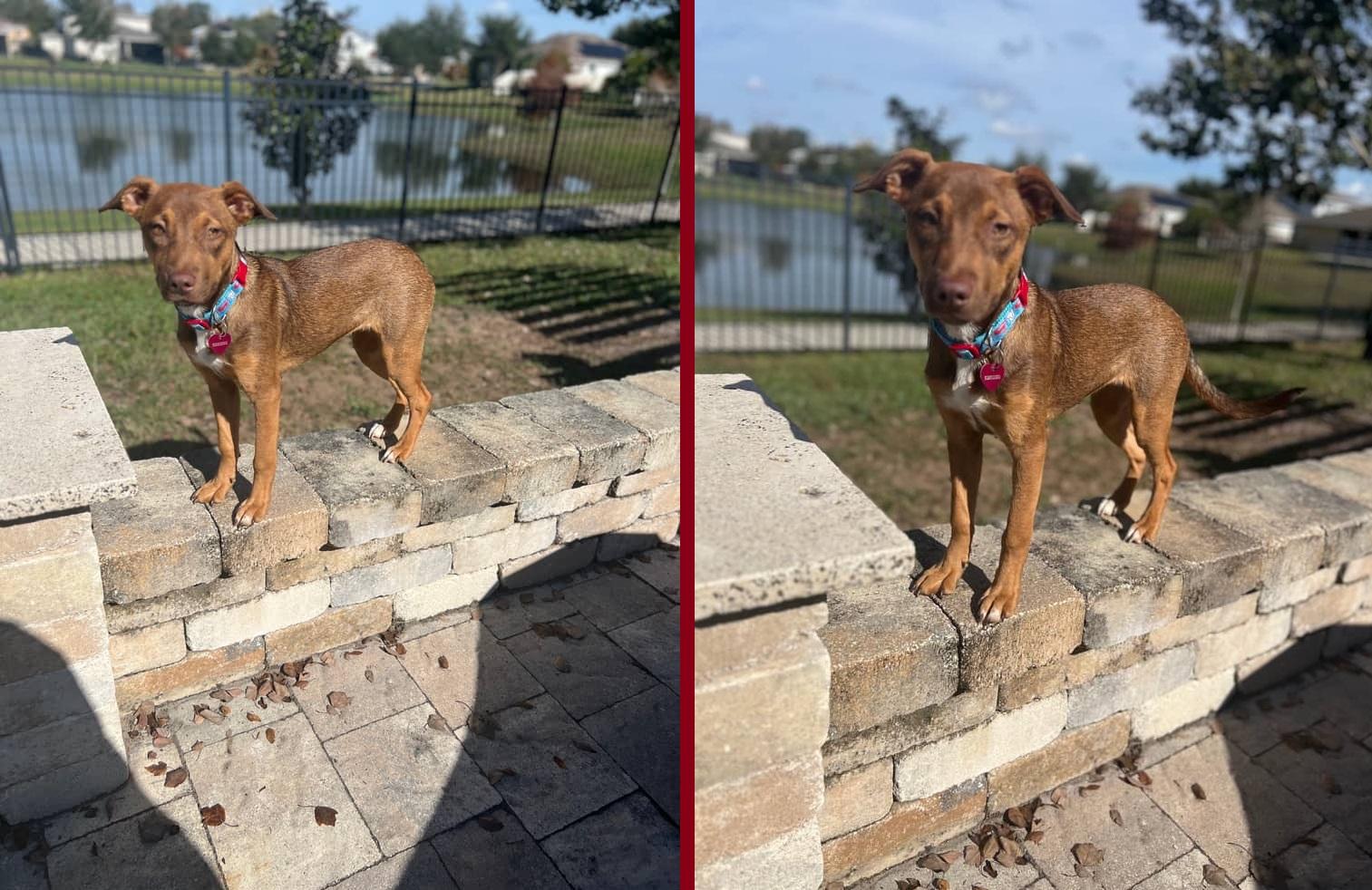 Ruby (FKA Tia aka Teddi), an adoptable mixed breed in Orlando, FL image 2/6