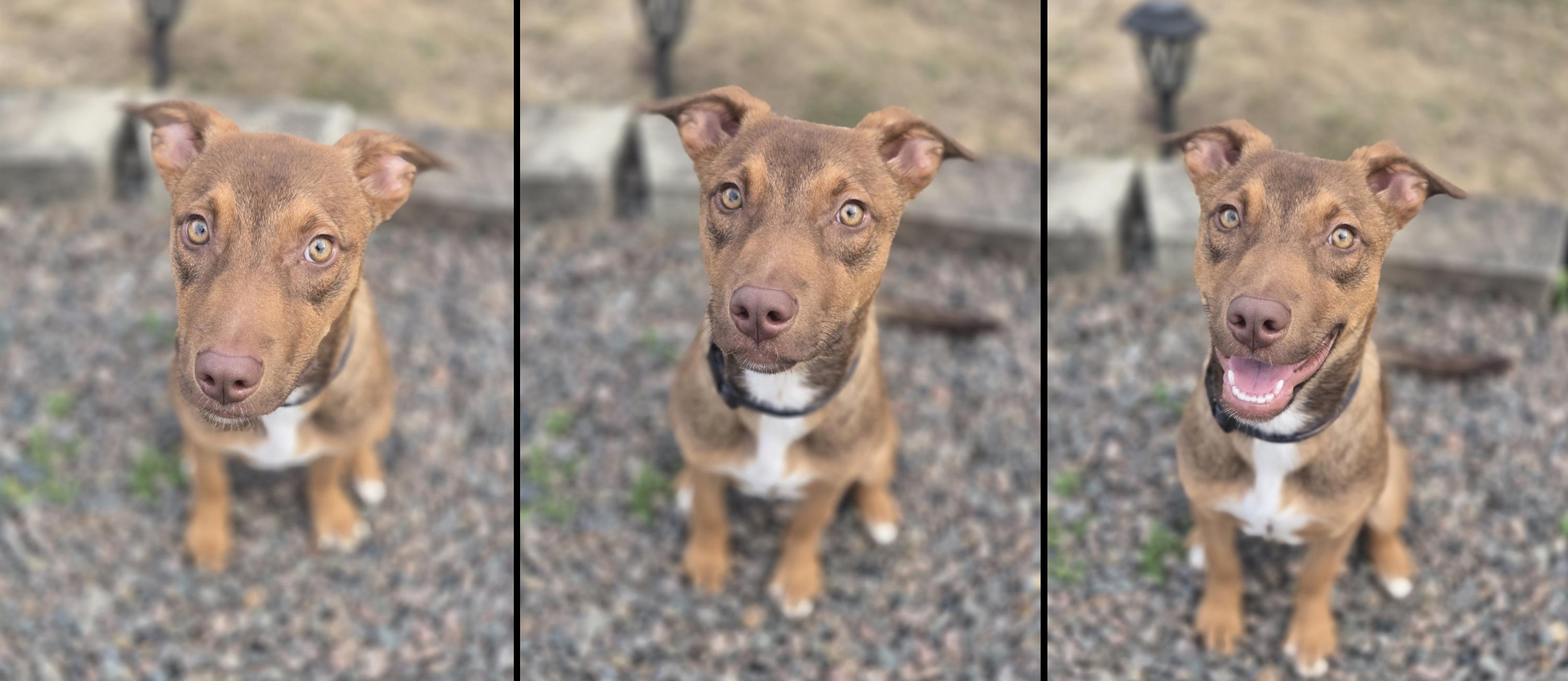 Ruby (FKA Tia aka Teddi), an adoptable mixed breed in Orlando, FL image 3/6