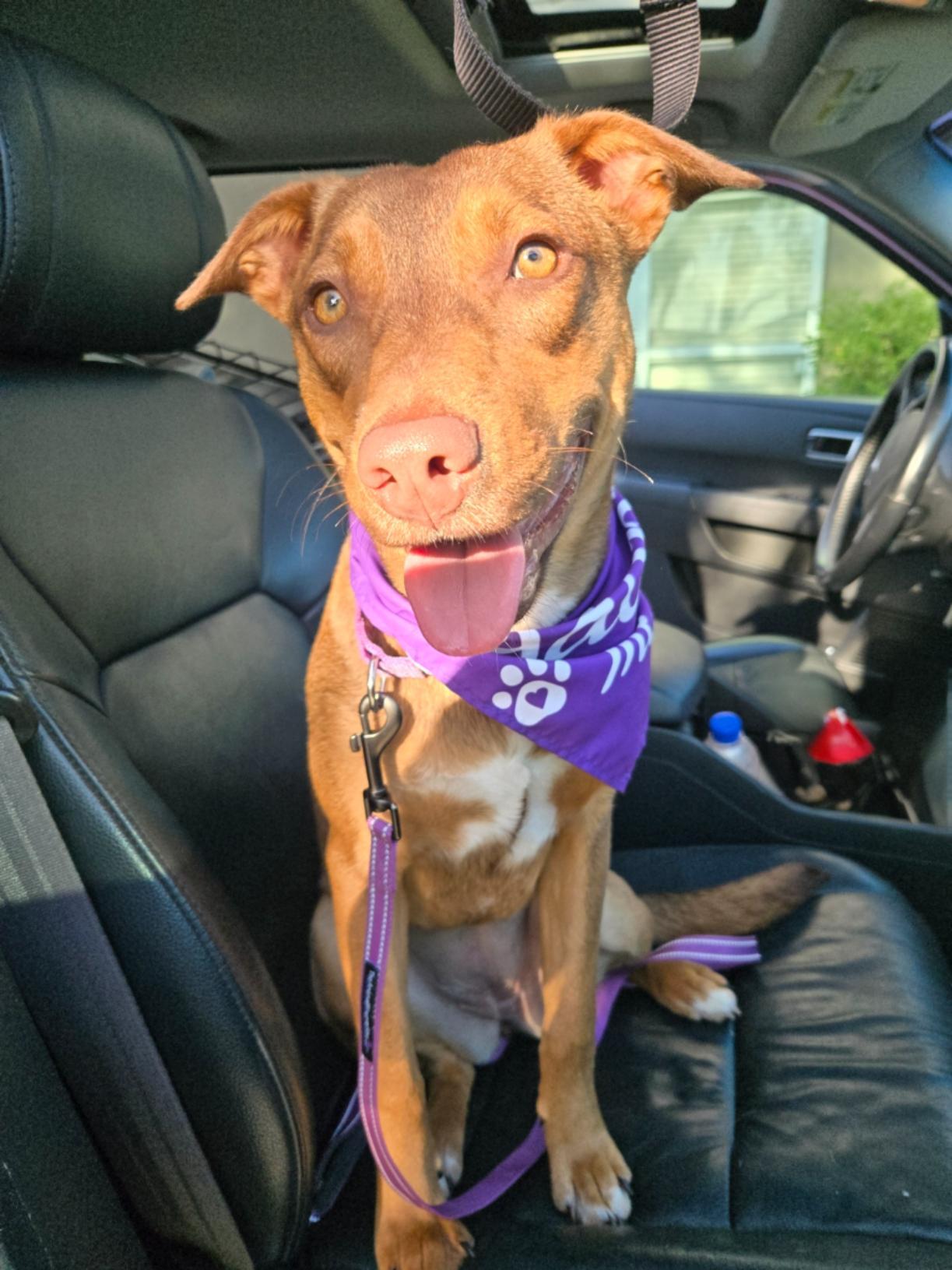 Enlarge Ruby (FKA Tia aka Teddi), an adoptable mixed breed in Orlando, FL image 2/6