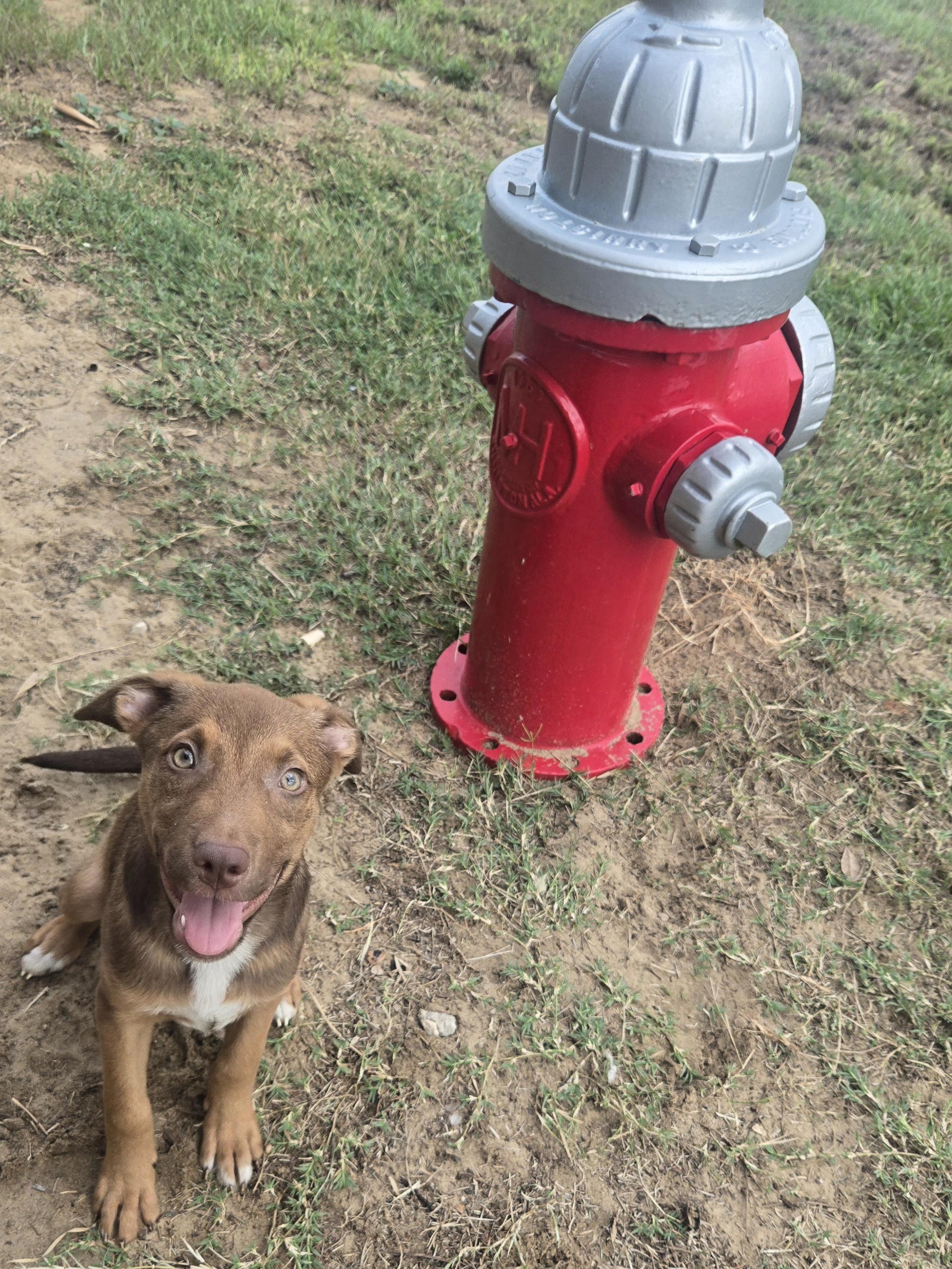 Ruby (FKA Tia aka Teddi), an adoptable mixed breed in Orlando, FL image 4/6