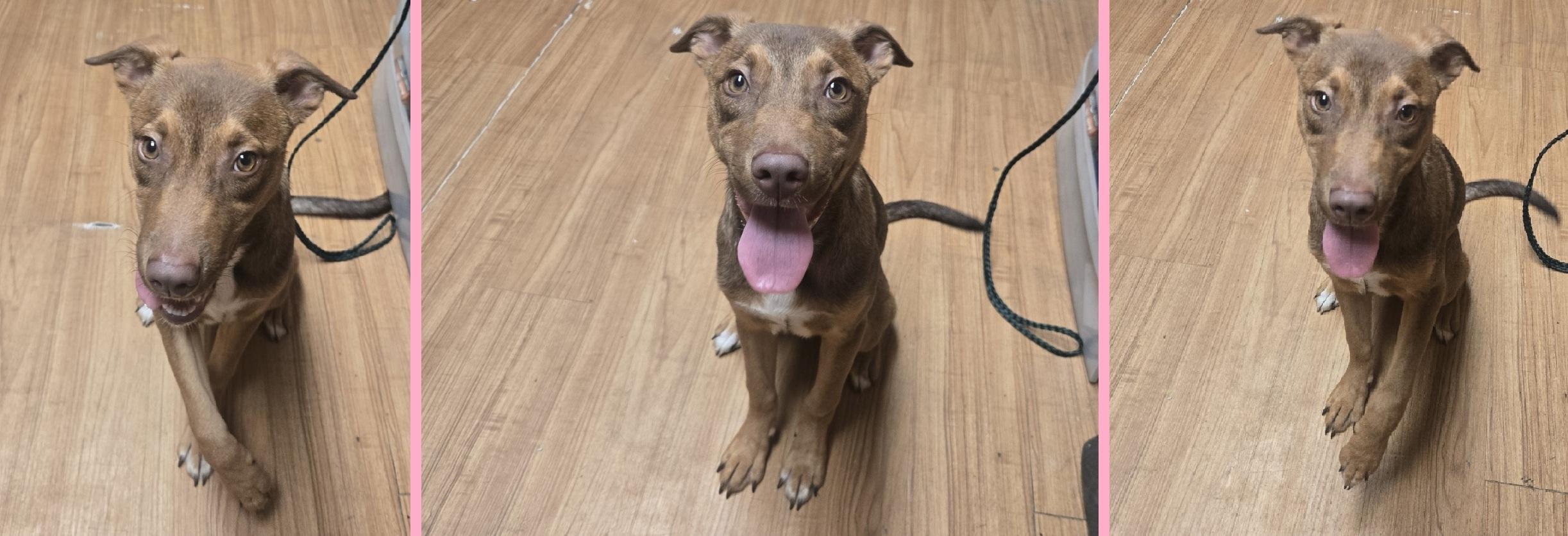 Ruby (FKA Tia aka Teddi), an adoptable mixed breed in Orlando, FL image 5/6