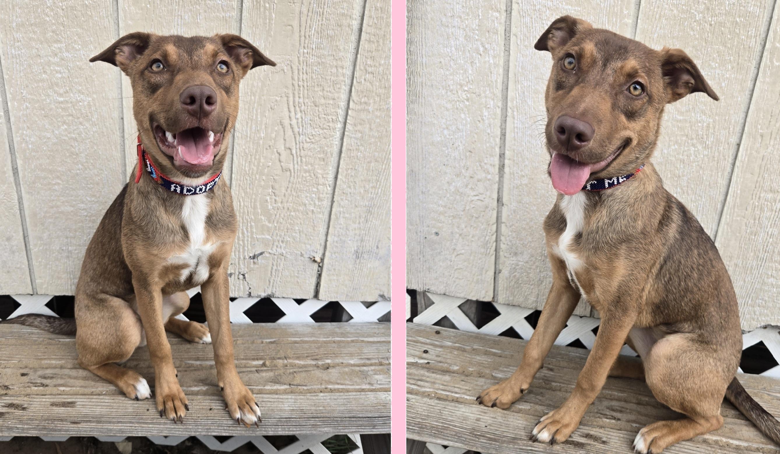 Enlarge Ruby (FKA Tia aka Teddi), an adoptable mixed breed in Orlando, FL image 5/6