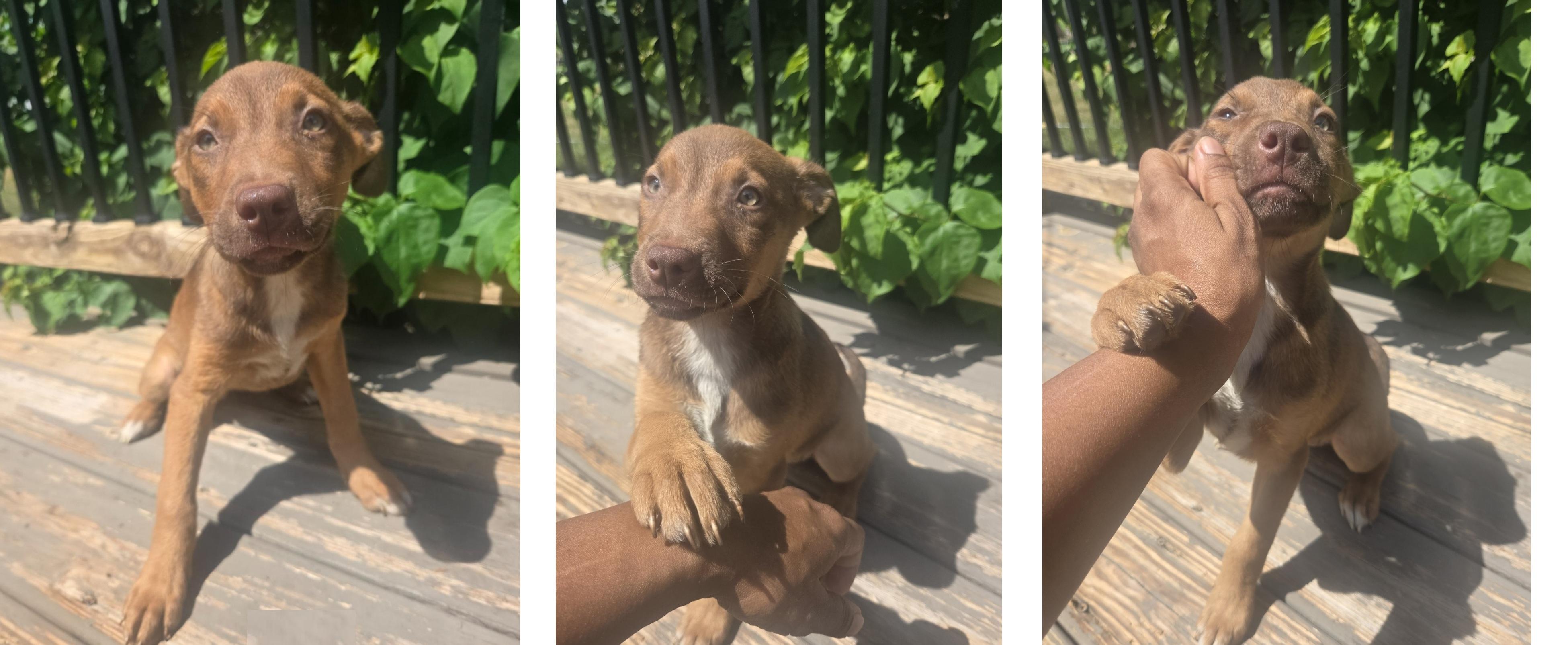 Ruby (FKA Tia aka Teddi), an adoptable mixed breed in Orlando, FL image 6/6