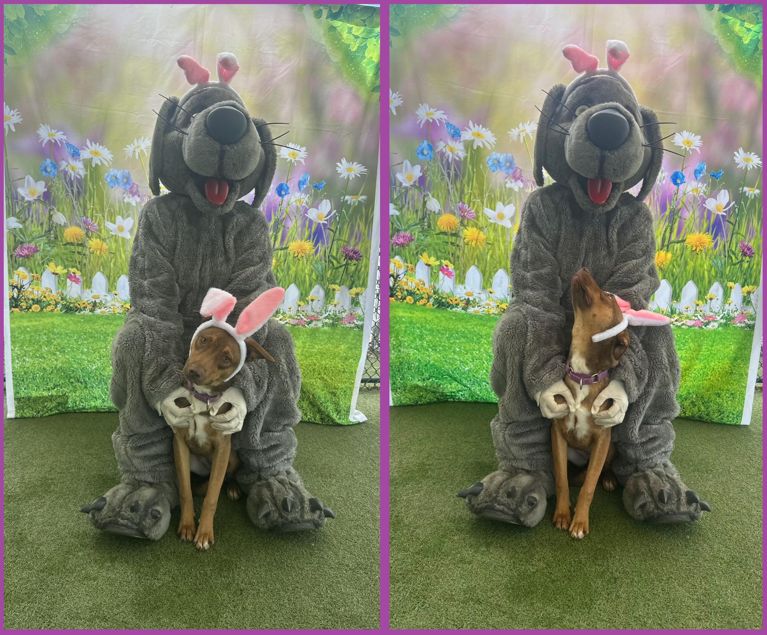 Enlarge Ruby (FKA Tia aka Teddi), an adoptable mixed breed in Orlando, FL image 2/6