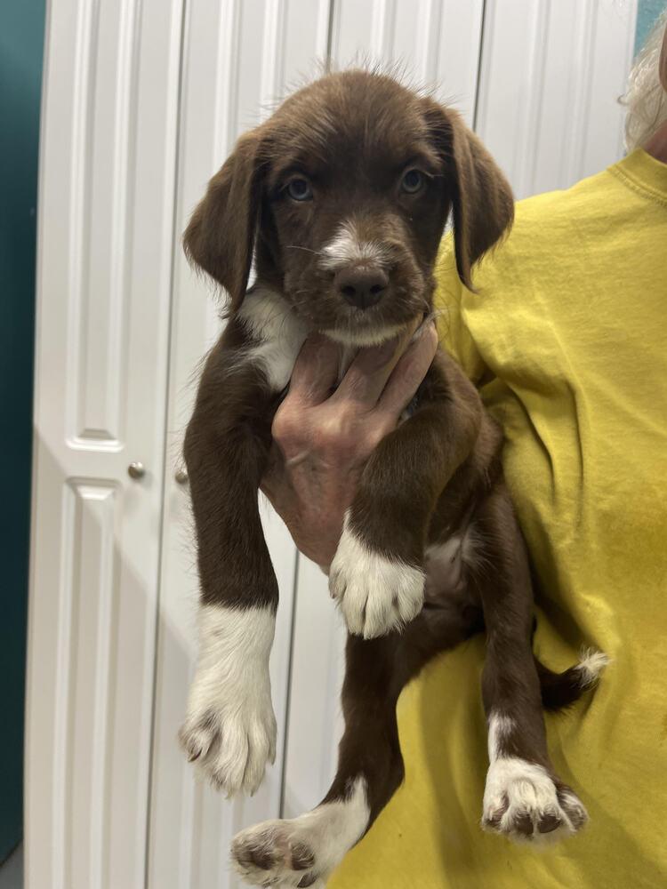 Jessie, Adopted, Puppy Female Goldendoodle & Mixed Breed.