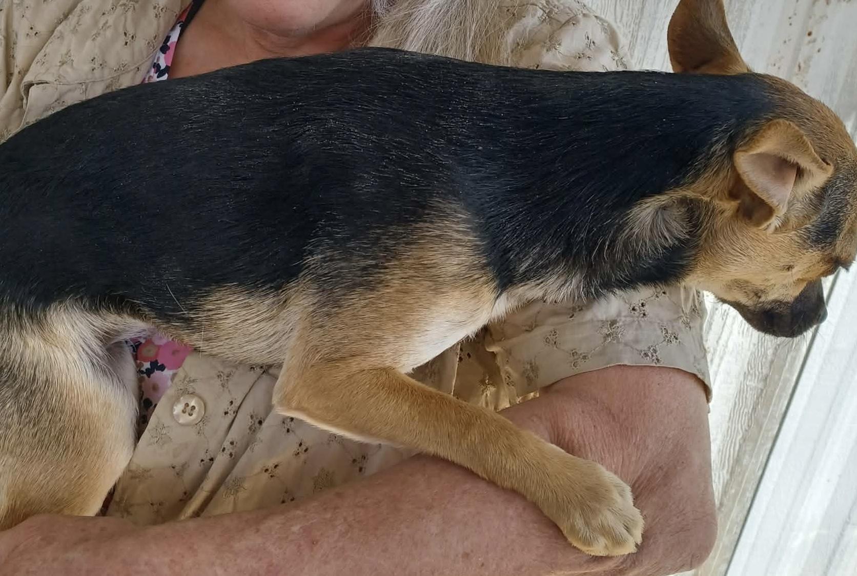 Enlarge Barney, a ADOPTABLE mixed breed in Deming, NM image 2/2