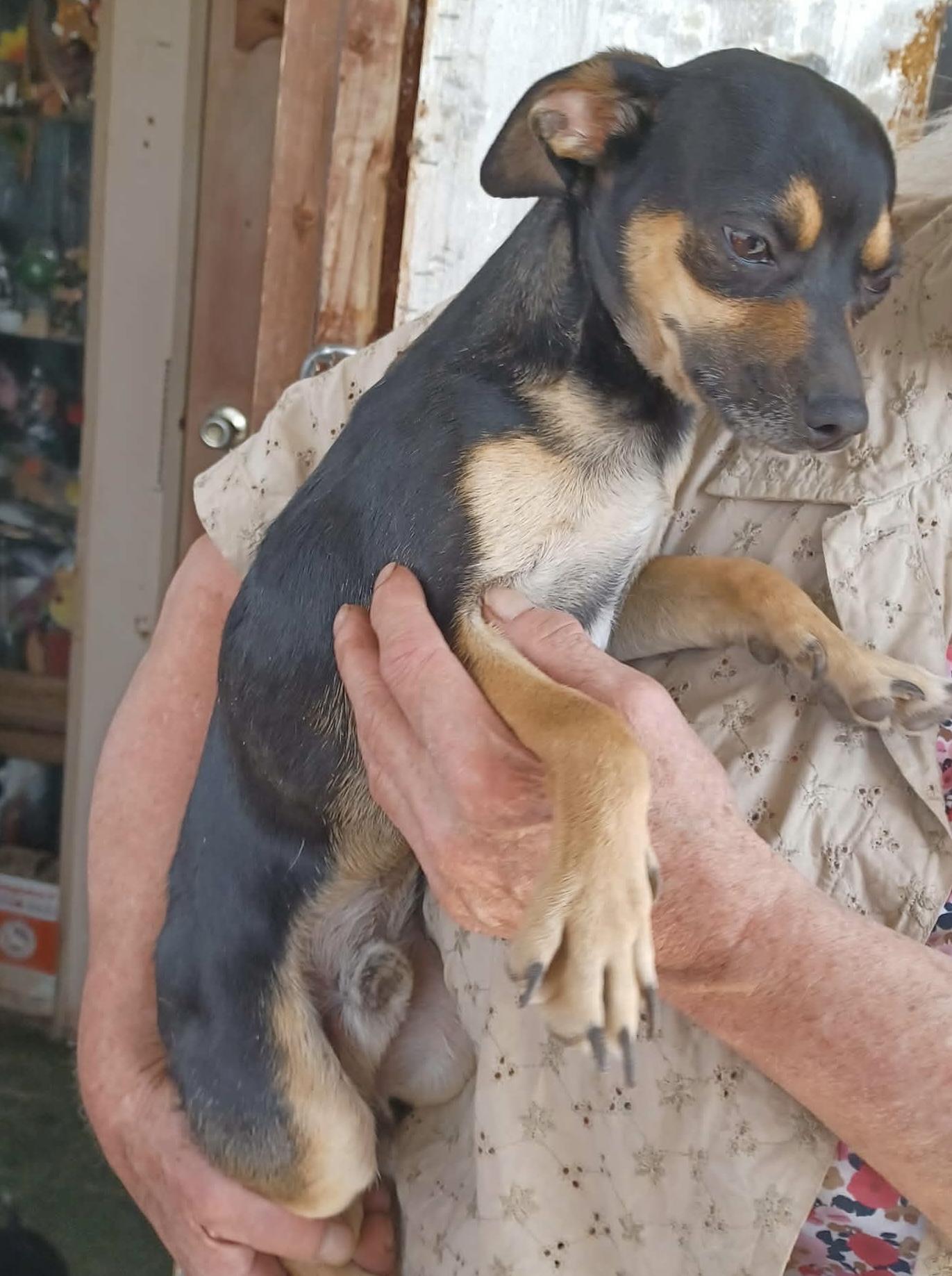 Enlarge Barney, a ADOPTABLE mixed breed in Deming, NM image 1/2