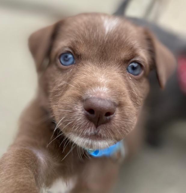 Bonnie (Spelling "B" litter), an adopted mixed breed in Redwood City, CA image 1/6