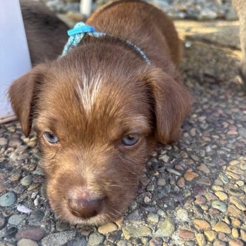 Bonnie (Spelling "B" litter), an adopted mixed breed in Redwood City, CA image 3/6