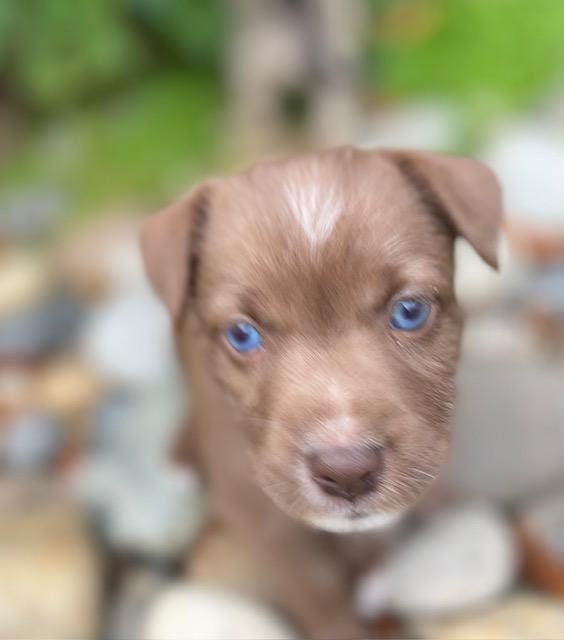 Bonnie (Spelling "B" litter), an adopted mixed breed in Redwood City, CA image 4/6